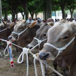 Baserritar Eguna Hondarribian 3