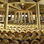 Wine experience in the Basque Country