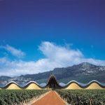 Wine cellar in the Basque Country