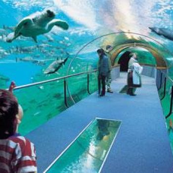 aquarium tunel